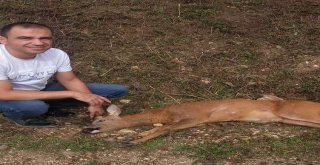 Yaralı Karacaya Vatandaş Şefkati