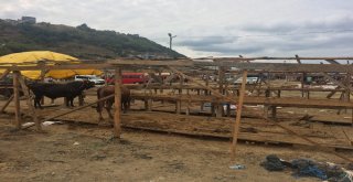 Bayramın İlk Gününde Kurbanlıkların Yarısı Satıldı