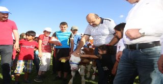 3. Geleneksel Çermik Festivalinde Erzurumun En Güzel Buzağıları Yarıştı