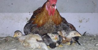 Civcivlerin Üzerine Tavuk Yerine Horoz Yattı