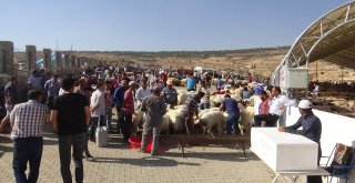 Kurban Pazarında Hareketlilik