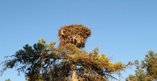 Leylek Yuvaları Göçle Boşaldı