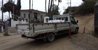 Sökede Çam Kozalaklarını İzinsiz Toplayanlar Yakalandı