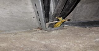 Kablo Kesen Şahıslar Bekçilere Yakalandı