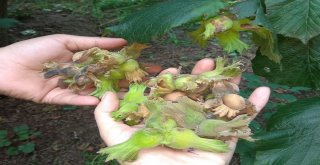 Düzceli Çiftçilere Müjdeli Haber