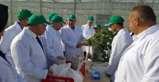 Kayseri Şeker Ar-Ge Merkezi, Pancar Tohum Islah Çalışmasına Hız Verdi