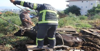 Sahibinden Kaçan Kurbanlık İnek Gübre Yığınına Saplandı