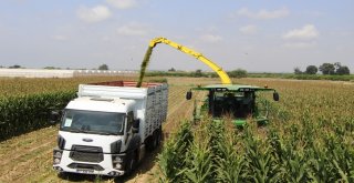 Antalyada Yılın İlk Silaj Üretimi Başladı