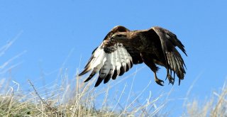 Vanda Tedavileri Tamamlanan 39 Değişik Tür Kuş Yaşam Alanlarına Bırakıldı