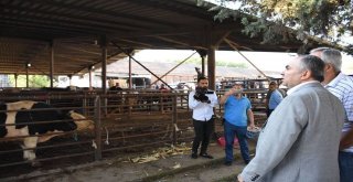 Başkan Dursun Ay, Hayvan Kesim Yerlerini Gezdi