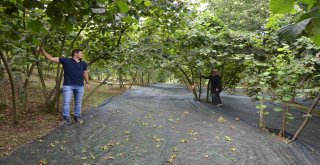 Fındık Hasadında Örtü Kullanımı Uygulaması Fatsada Gerçekleşti