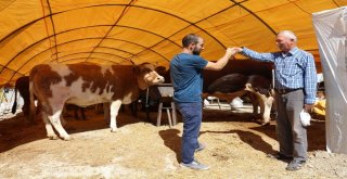 Çankırıda Kurbanlıklar Görücüye Çıktı