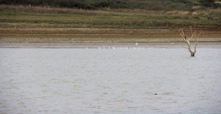 (Özel) Sazlıdere Baraj Gölünde Kuşların Dansı Kamerada