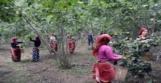 (Özel) Fındık Hasadı Dua Ve Kemençeyle Başladı