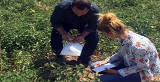 Domates Güvesine Karşı Feromon Tuzaklar Kuruldu