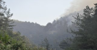 Hatayda Orman Yangını