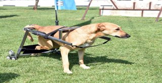 Sokak Hayvanları Geri Dönüşüm İle Hayata Tutundu