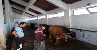 Zabıta Ekipleri Buldukları Büyükbaş Hayvanları Sahibine Teslim Etti