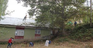 Uluderede Ceviz Hasadı Başladı