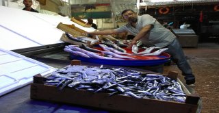 Hamsi 15 Liradan Tezgâha İndi