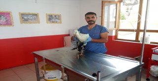 Yedaş Ekipleri Tarafından Bulunan Yaralı Leylek Tedavi Altına Alındı