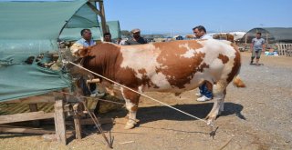 Aliağada Kurbanlıklar Alıcılarını Bekliyor