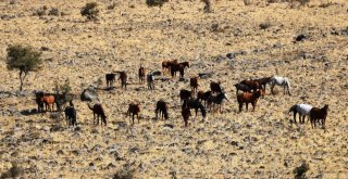 Kahramanmaraşta Sahipsiz Atlar Doğada Yaşıyor