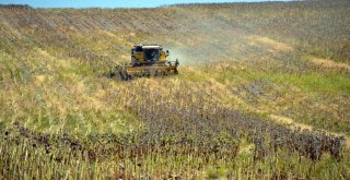 Muşta Ayçiçeği Hasadı