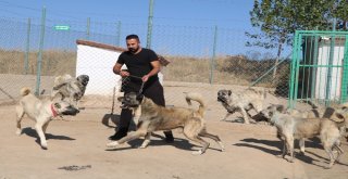 Yerli Ve Milli Koruma Köpeği Kangal