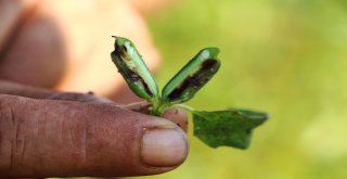 Domatesin Ardından Susamda ‘Tuta Absoluta Kabusu