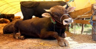 Kurbanlık Alırken Dikkat Edilmesi Gereken Hususlar