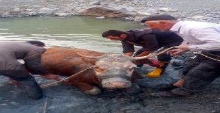 Gölete Düşen İneği İtfaiye Ekipleri Kurtardı