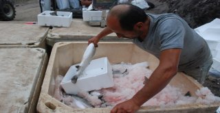 Tokattan Japonyaya Somon İhracatı