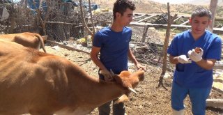 Siirtte Aşılama İle Hayvan Ölümleri Minimuma İndirildi