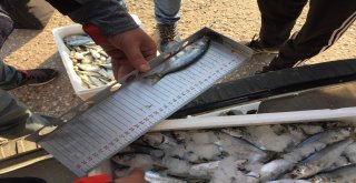 Kısa Boy Balıklara Sıkı Denetim