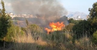 Antalyada Konyaaltı Sahiline Yakın Alanda Orman Yangını