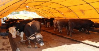 Kurban Pazarının Kralı