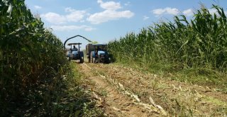 Küçükmenderes Ovası, Mısır Tarlasına Döndü