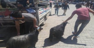 Fiyatlar Yüksek Olunca Vatandaş Keçiye Yöneldi