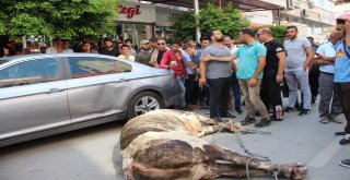 Limandan Kaçan Angus Kente Daldı