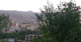 Hakkaride İlk Defa Ekilen Hatemi Ağaçları Çiçek Açtı