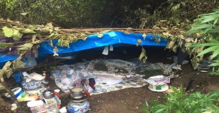 Sakaryada Boyları 2 Metreye Ulaşan Hint Keneviri Ele Geçirildi