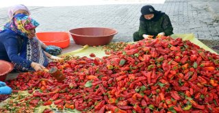 (Özel) Suriye Sınırında Sofralara Tat Veren Acı