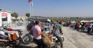 (Özel) Motosikletle Kurbanlık Sevkıyatı