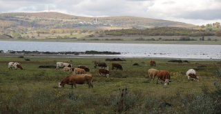 870 Hektarlık Ladik Gölü Kuruma Tehlikesiyle Karşı Karşıya