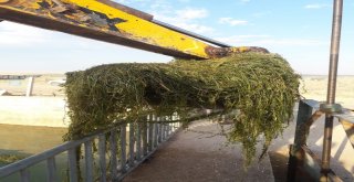 Çiftçiler Sulama Borularını Tıkayan Otları Temizledi