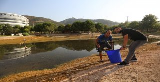 Paüde Balıklar Korumaya Alındı