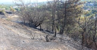 Defnede Arazi Yangını