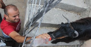 Pazardan Aldığı Keçi Çocuğu Gibi Oldu