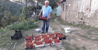 Büyükşehirden Aldığı Destekte Çilek Üreticisi Oldu